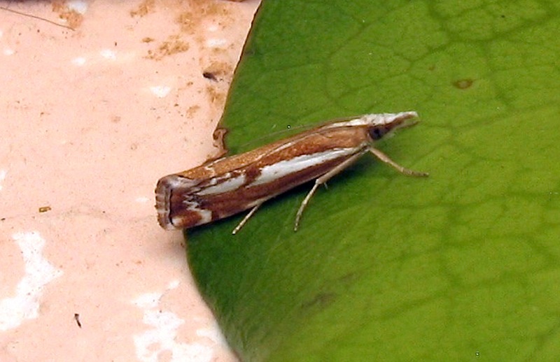 Catoptria corsicella (Duponchel 1836)